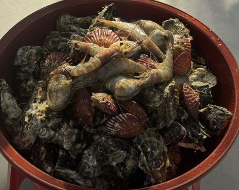 경남 사천 굴찜&middot;굴구이 맛집 &amp;#124; 생방송투데이 나온 섬마을굴구이