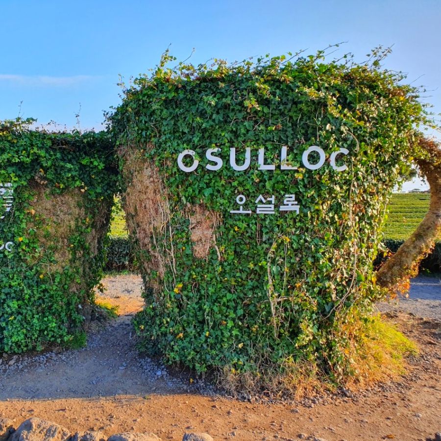 오설록 티 뮤지엄