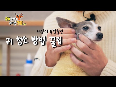 강아지 귀 청소