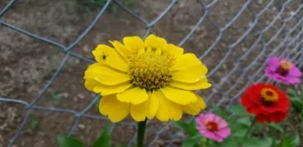 여름꽃 종류 모음 여름 꽃나무 추천 12가지 정리_17