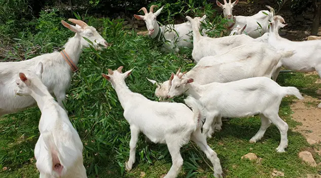 청도산골체험교실-산양-이미지