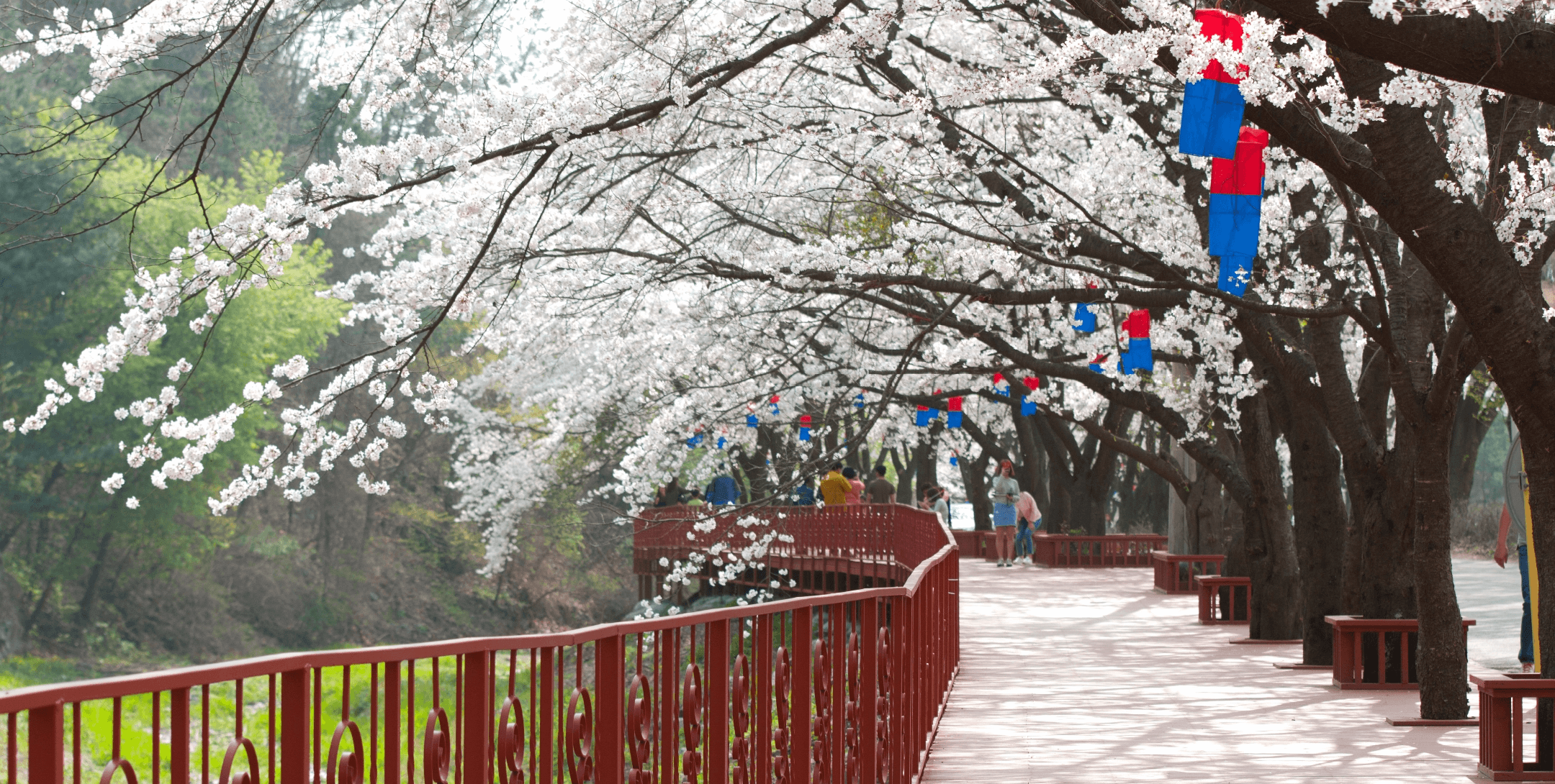 가평 에덴벚꽃길 벚꽃 축제
