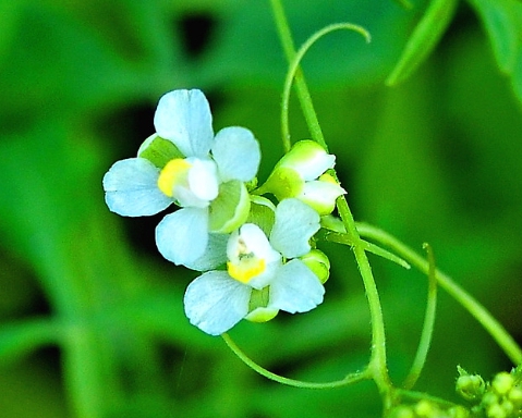 가을에 피는 꽃 풍선덩굴