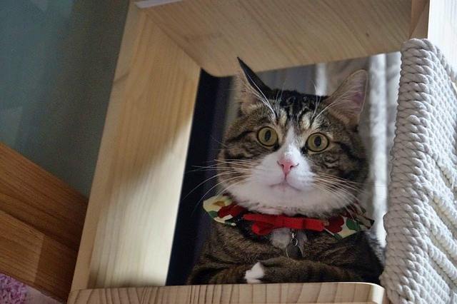 반려동물 등록과 비용, 자진신고로 과태료 피하기, 외장칩과 내장칩의 차이