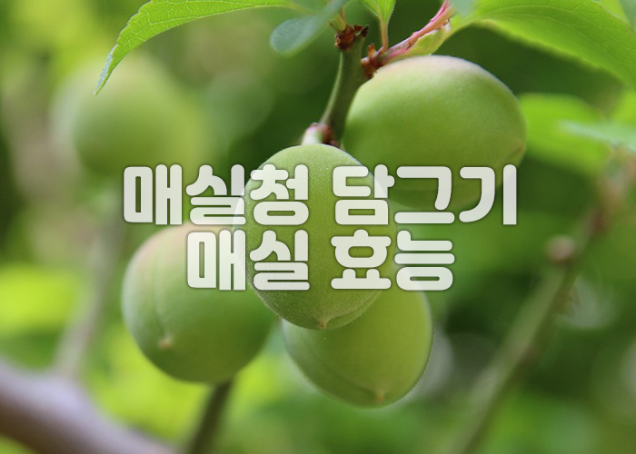 매실이 나무에 열려있다