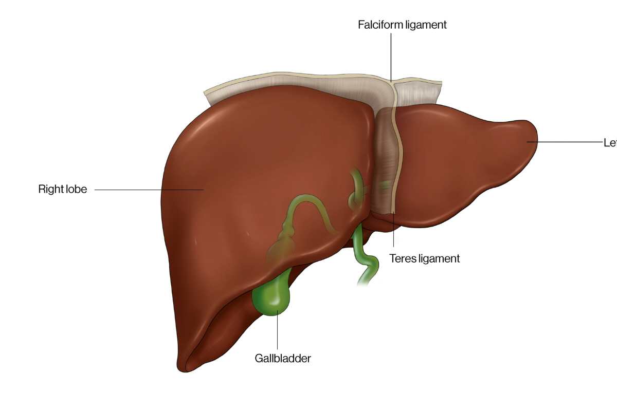 간 수치 낮추는 방법
