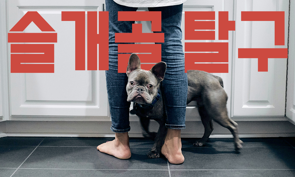 슬개골-탈구