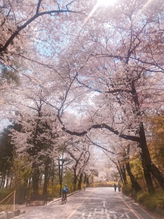 N서울타워 벚꽃축제 Blossom Tower