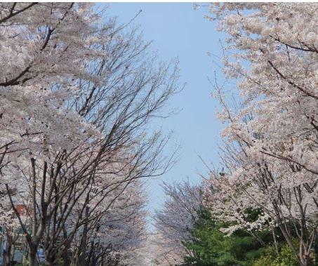 평촌 벚꽃