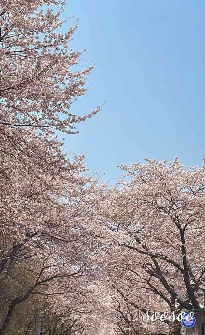 벚꽃축제&amp;#44;벚꽃길/ 벗꽃터널 4월 커플드라이브코스 추천