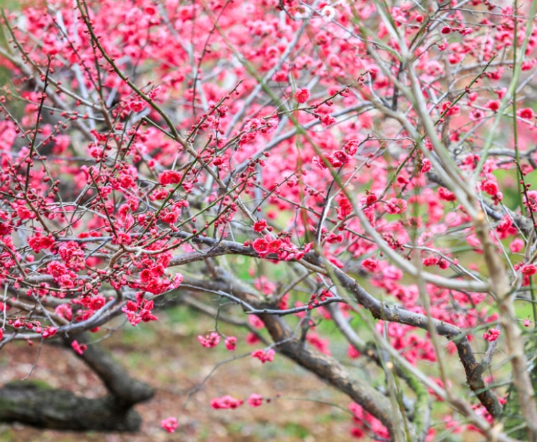 사군자열매-사진6