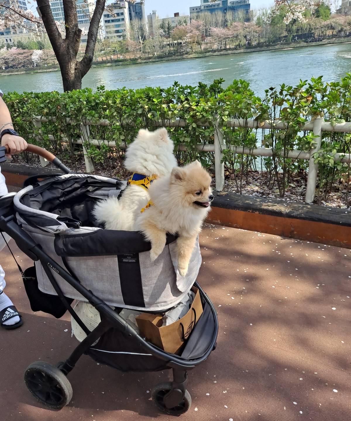 지랄쟁이 멍멍이들