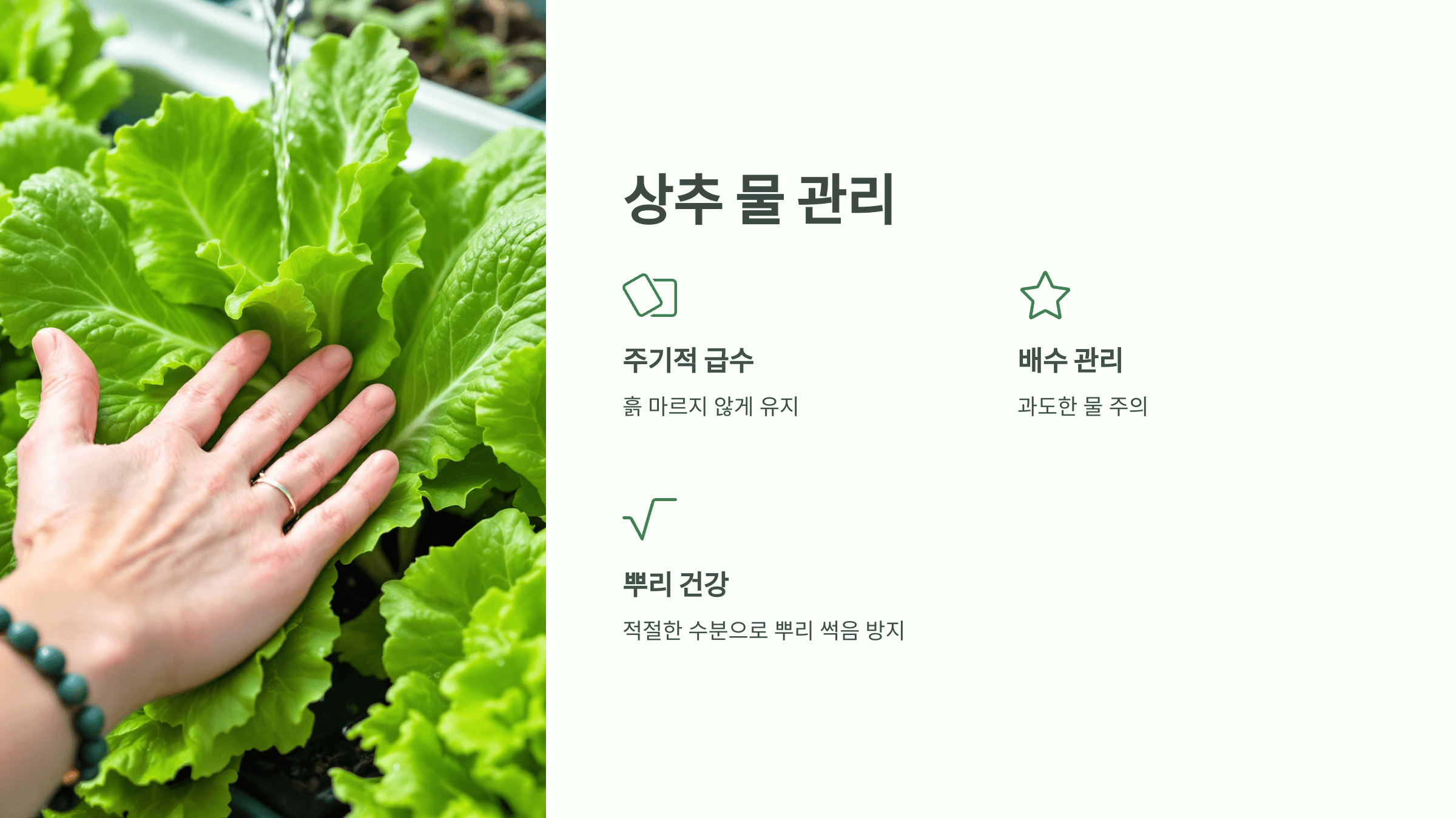 상추 사진입니다.