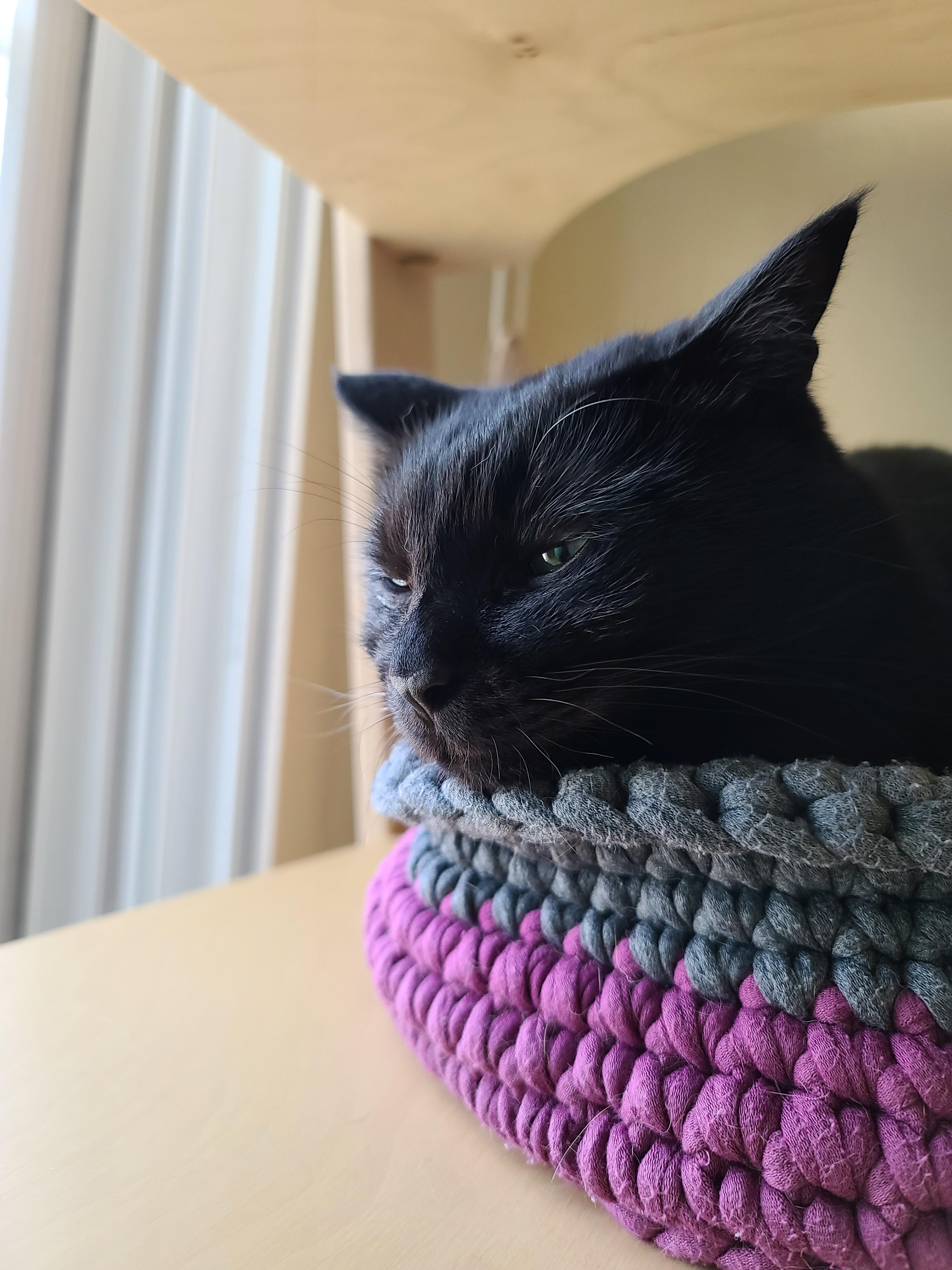 엄마가 만들어준 바구니 제대로 사용하는 고양이 건이.