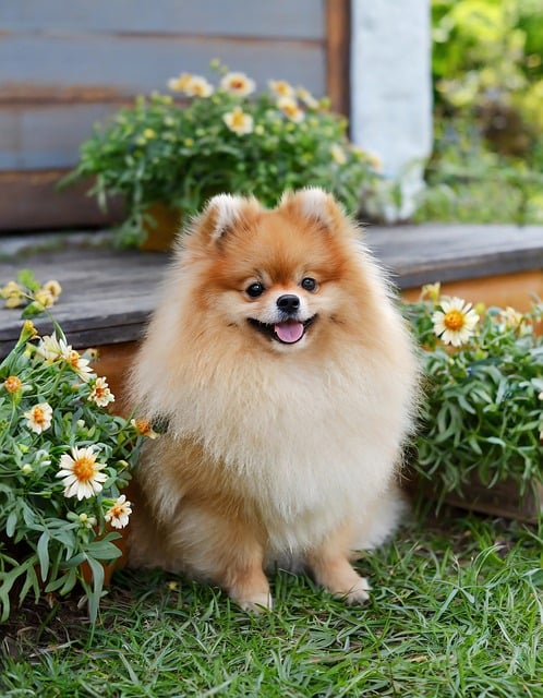 포메라니안