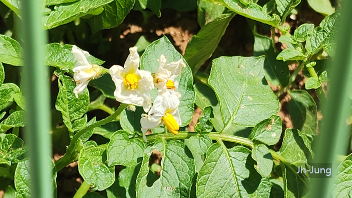 감자(甘藷 potato)와 감자꽃
