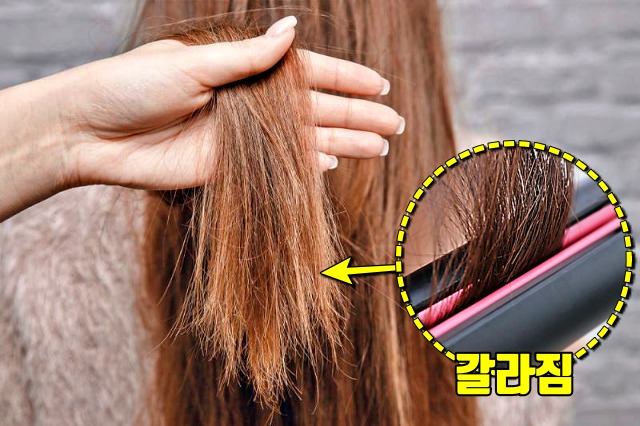 머리숱 많아지는법,고데기,큐티클,스플릿엔드,두피관리,헤어 팁줌