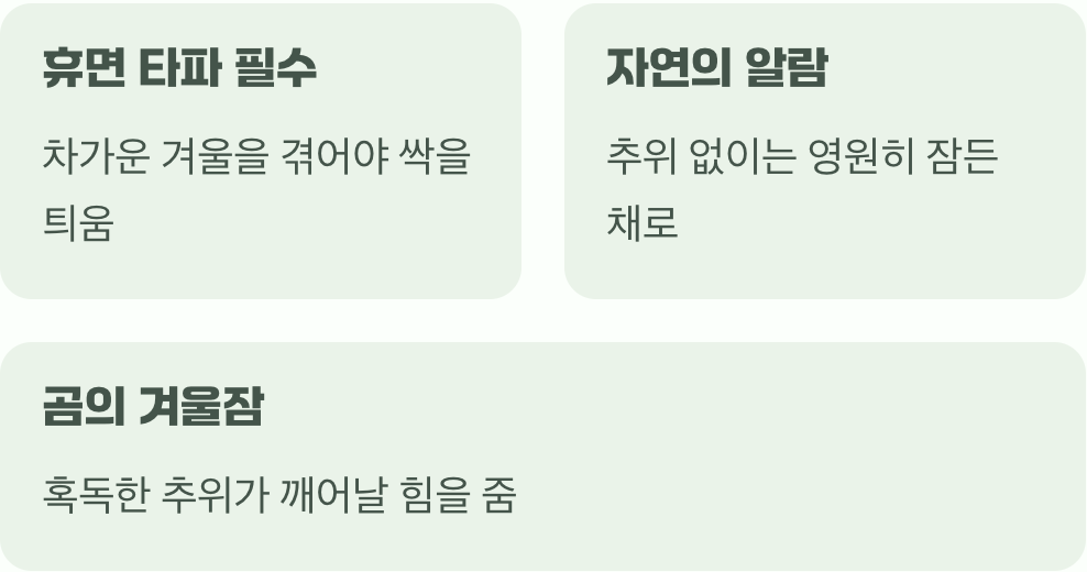 도라지 씨앗의 특별한 비밀