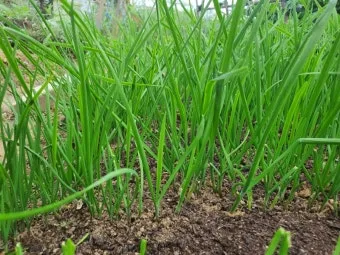 부추 재배 포기 나누기 덧비료 수확 반복_2