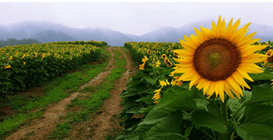 강주 해바라기 축제