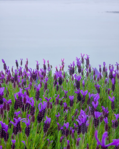 2025 퍼플섬 라벤더 축제