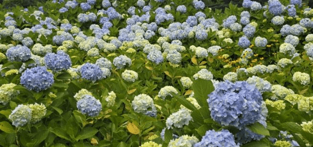 동쪽 송당동화마을 &ndash; 최근 핫플레이스로 떠오르는 테마 마을