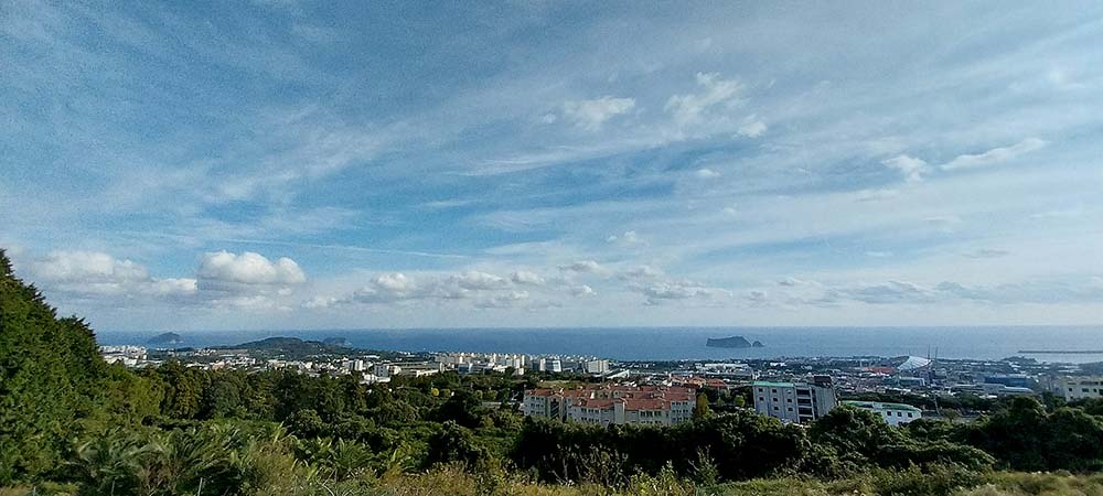 노란색 털머위꽃이 핀 호근동 고근산