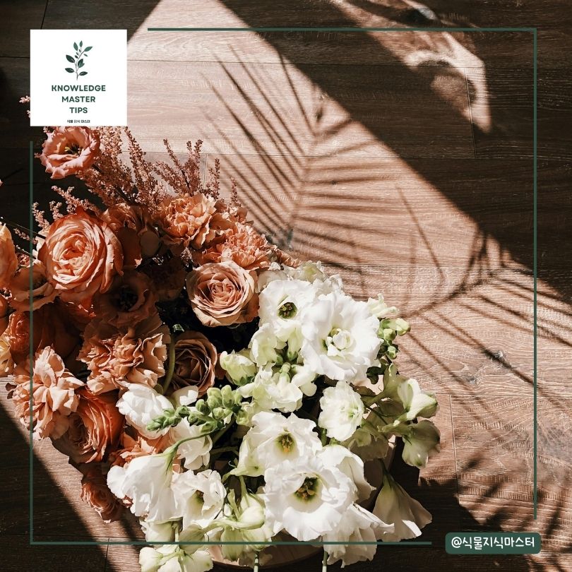 장미꽃을 선물하는 전통의 시작