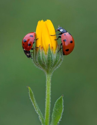 화려한 날개를 가진 무당벌레