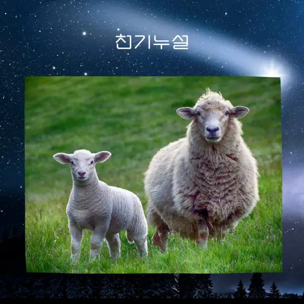양이 나오는 꿈해몽