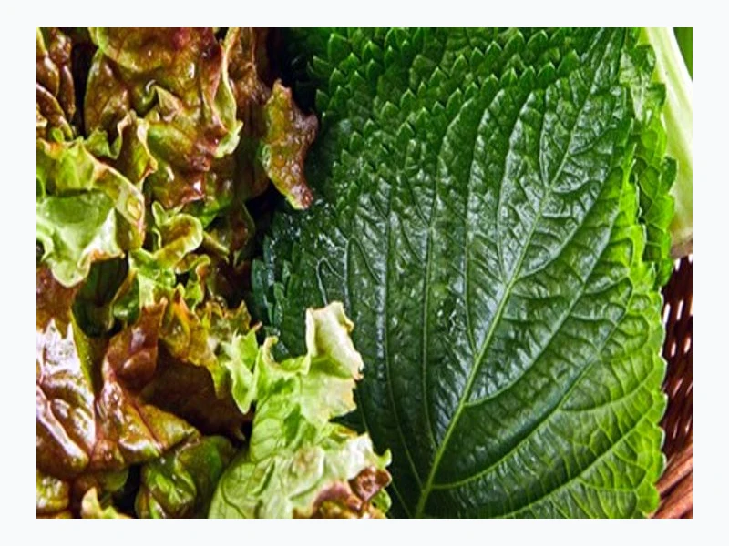 항산화의 제왕, 케일의 강력한 당뇨 관리 효과