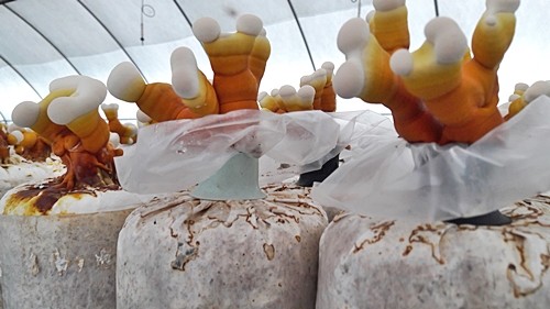 오늘N 2540회 가족이 뭐길래 드림버섯농장 표고버섯&amp;#44; 노루궁뎅이버섯&amp;#44; 녹각영지버섯까지 건강한 먹거리 주문방법