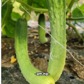 오이 효능