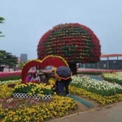 태안 세계 튤립 꽃 박람회