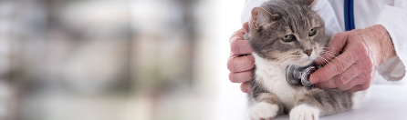 병원에서 진찰을 받는 고양이.