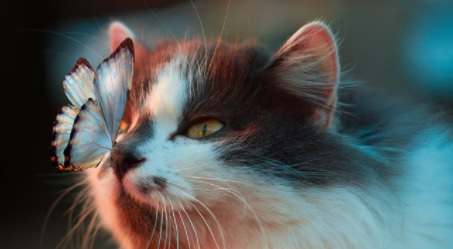 고양이 복막염 증상