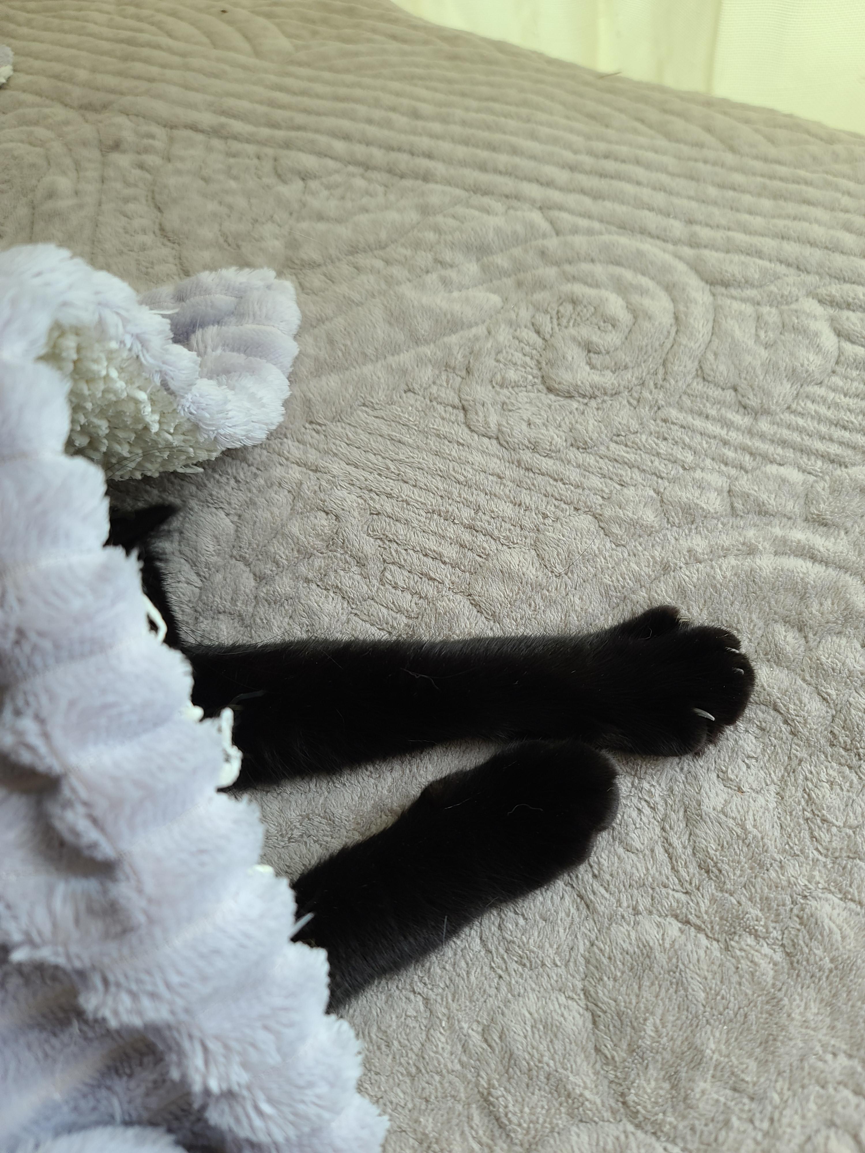 에어컨 바람을 피하고 싶을때 올블랙 건이와 막둥이 삐용이의 선택은...!