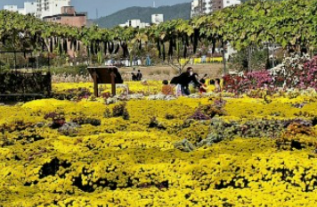 태화강 국가정원 가을축제