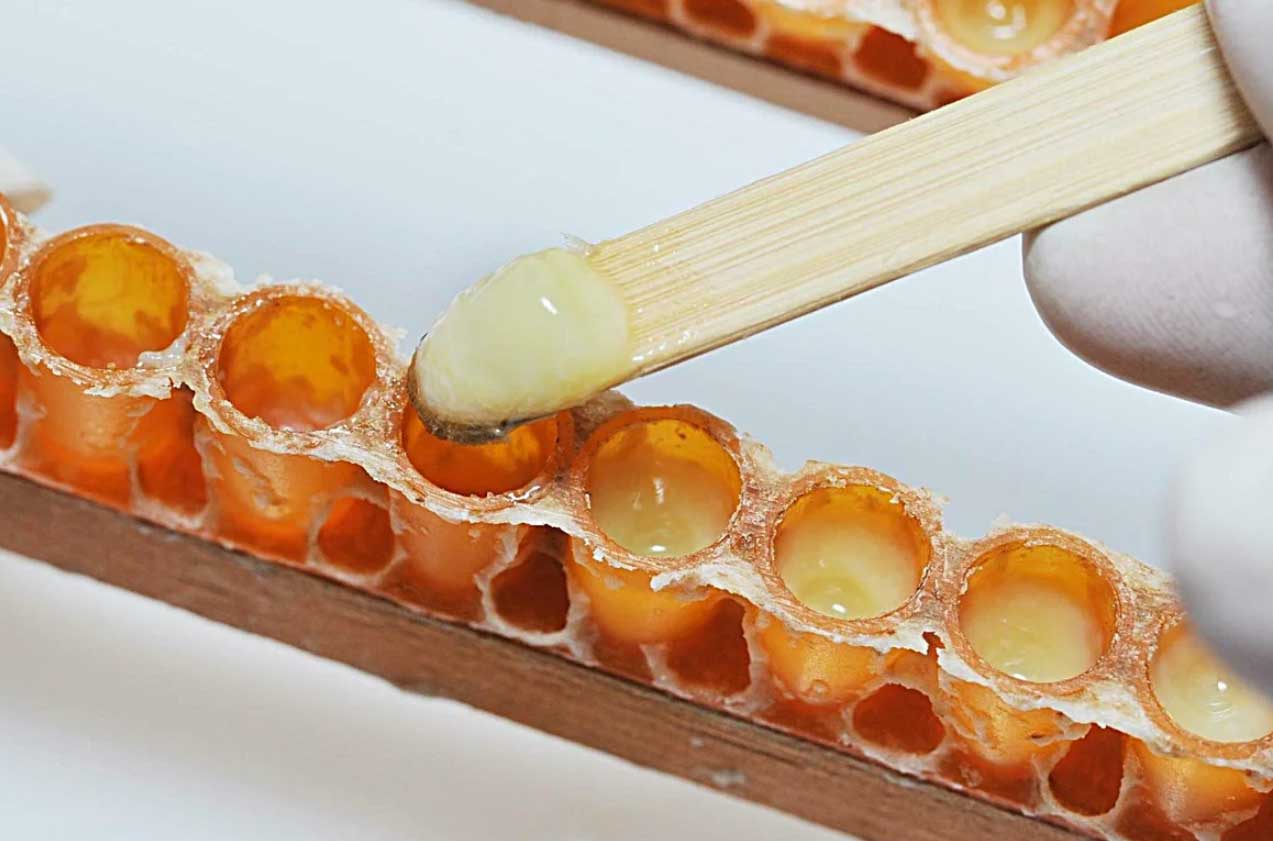 로얄제리 선택 방법