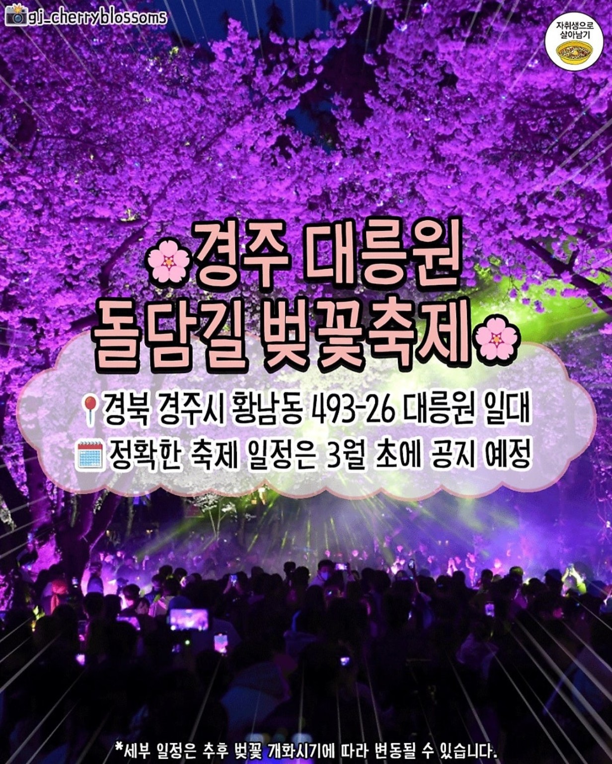 경주 대릉원 돌담길 벚꽃축제