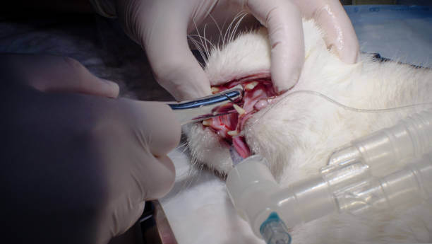 고양이 구내염 증상&#44; 원인&#44; 치료&#44; 예방