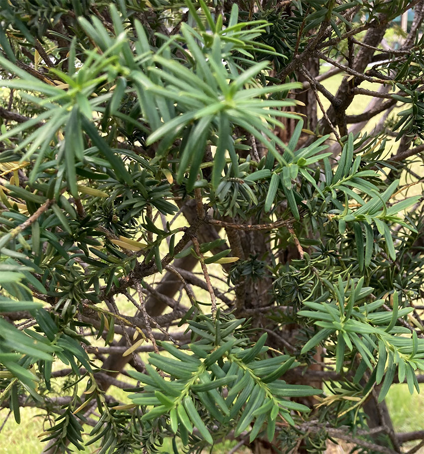 주목