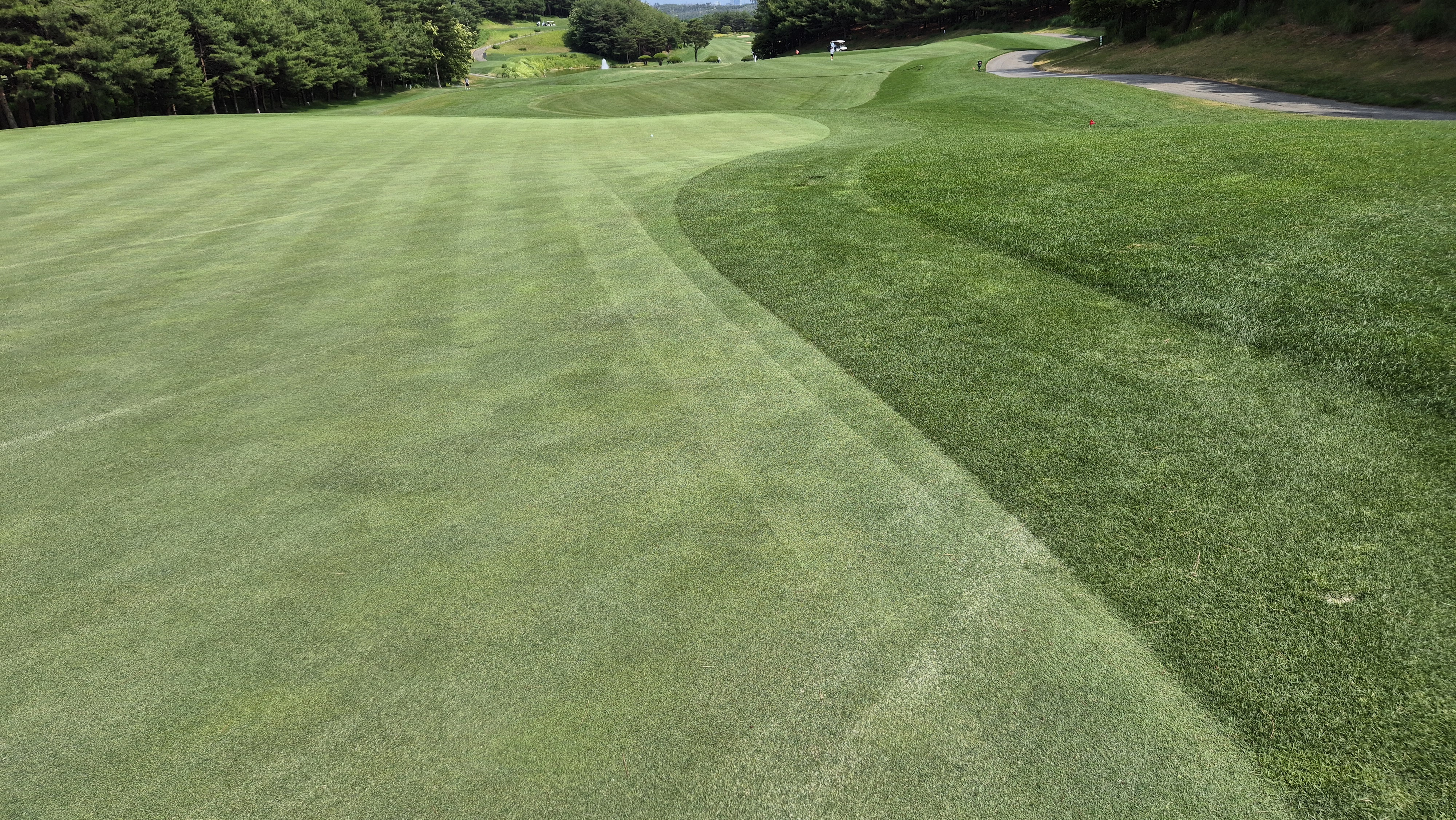 파인리즈cc 라운드 후기