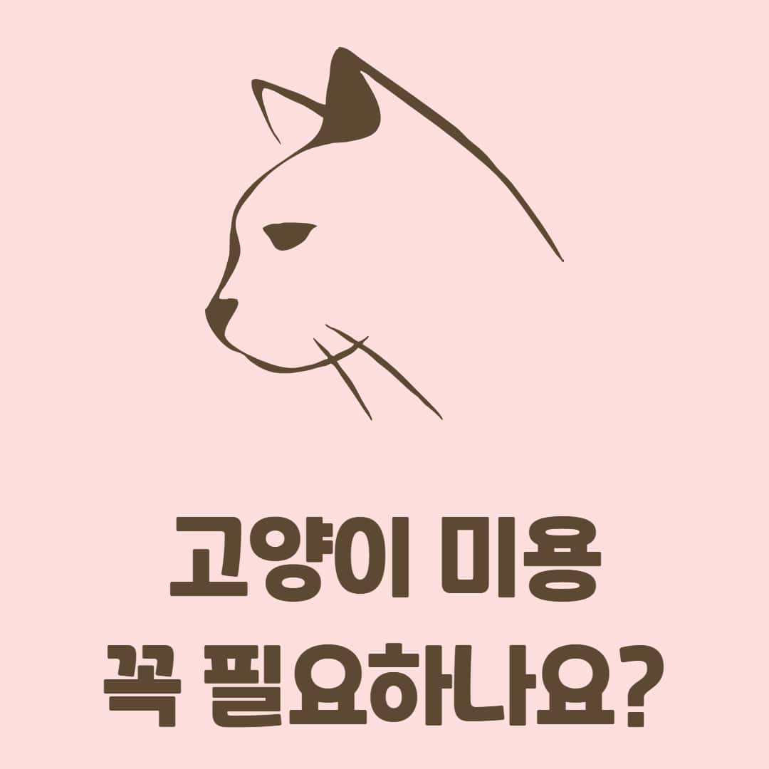 고양이 미용 목욕 꼭 해야할까? 고양이 미용 장단점 알아보기