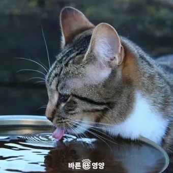 "고양이