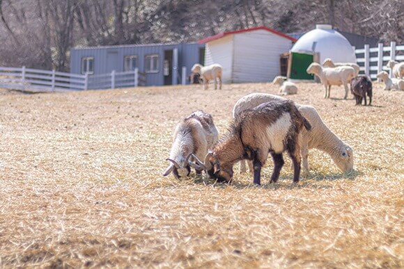 대관령 하늘목장 체험 정보