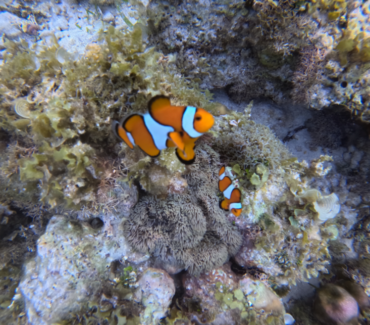 팡라오씨 리조트 앞바다 흰동가리