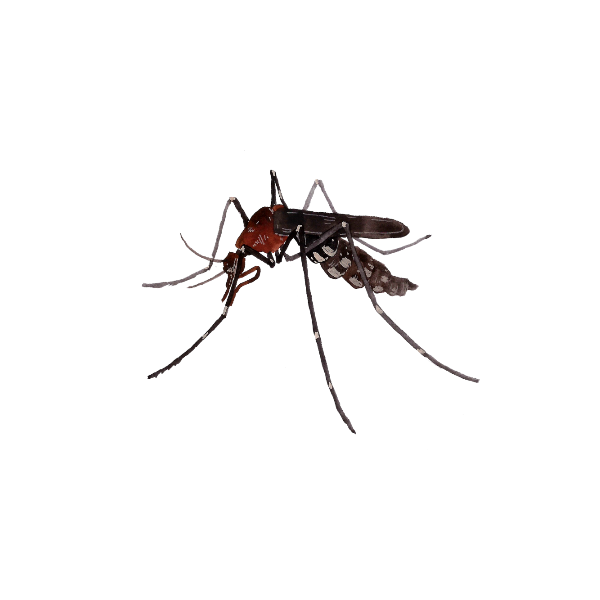 가을 모기