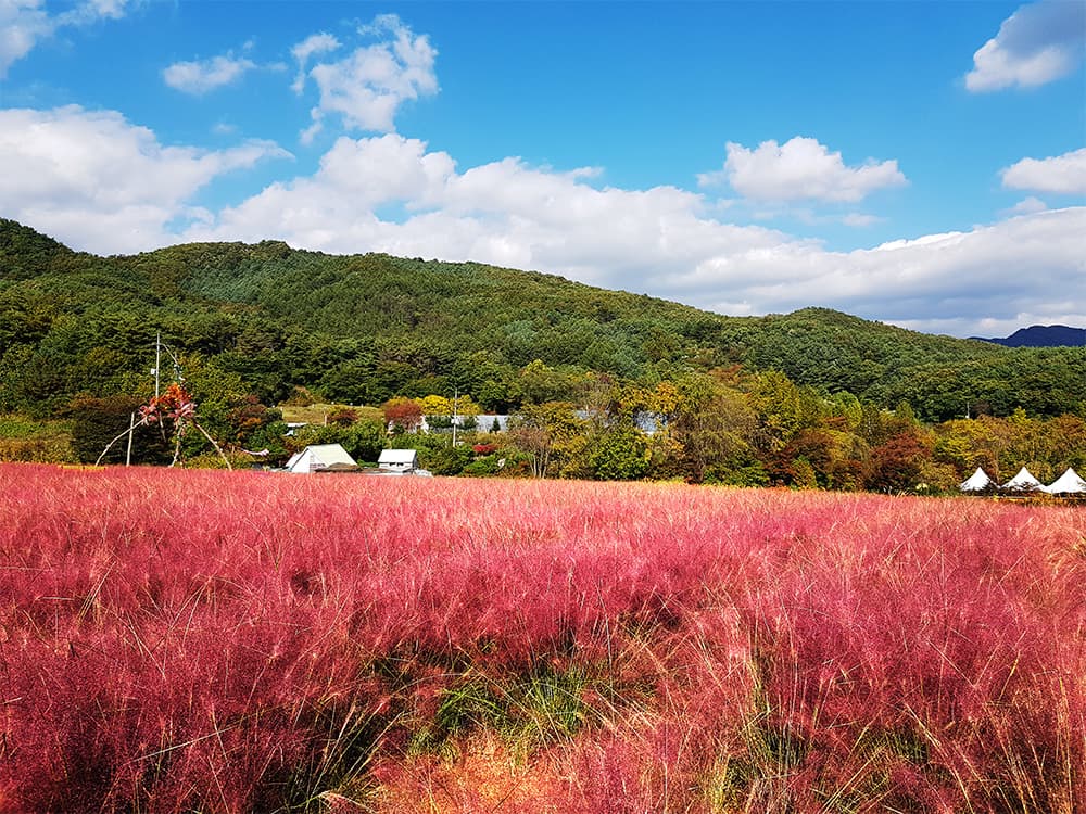 [반려견 동반, 가족 여행지]평강랜드❘아이들과 함께하는 반려견 놀이터, 캠핑장