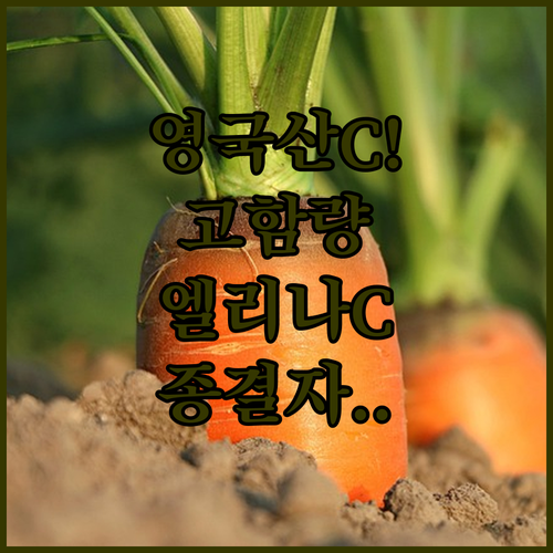 고함량 비타민C 추천 동국제약 엘리나..